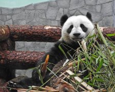  两只中国大熊猫于今年夏天来